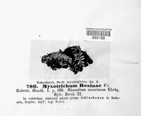 Alysidium resinae image
